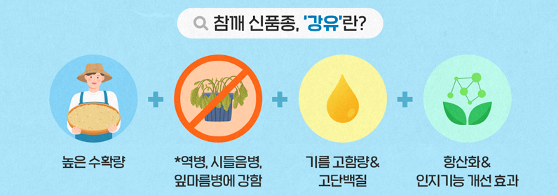 참깨 파종시기 강유 장점