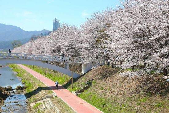 양재천 벗꽃 전경 사진