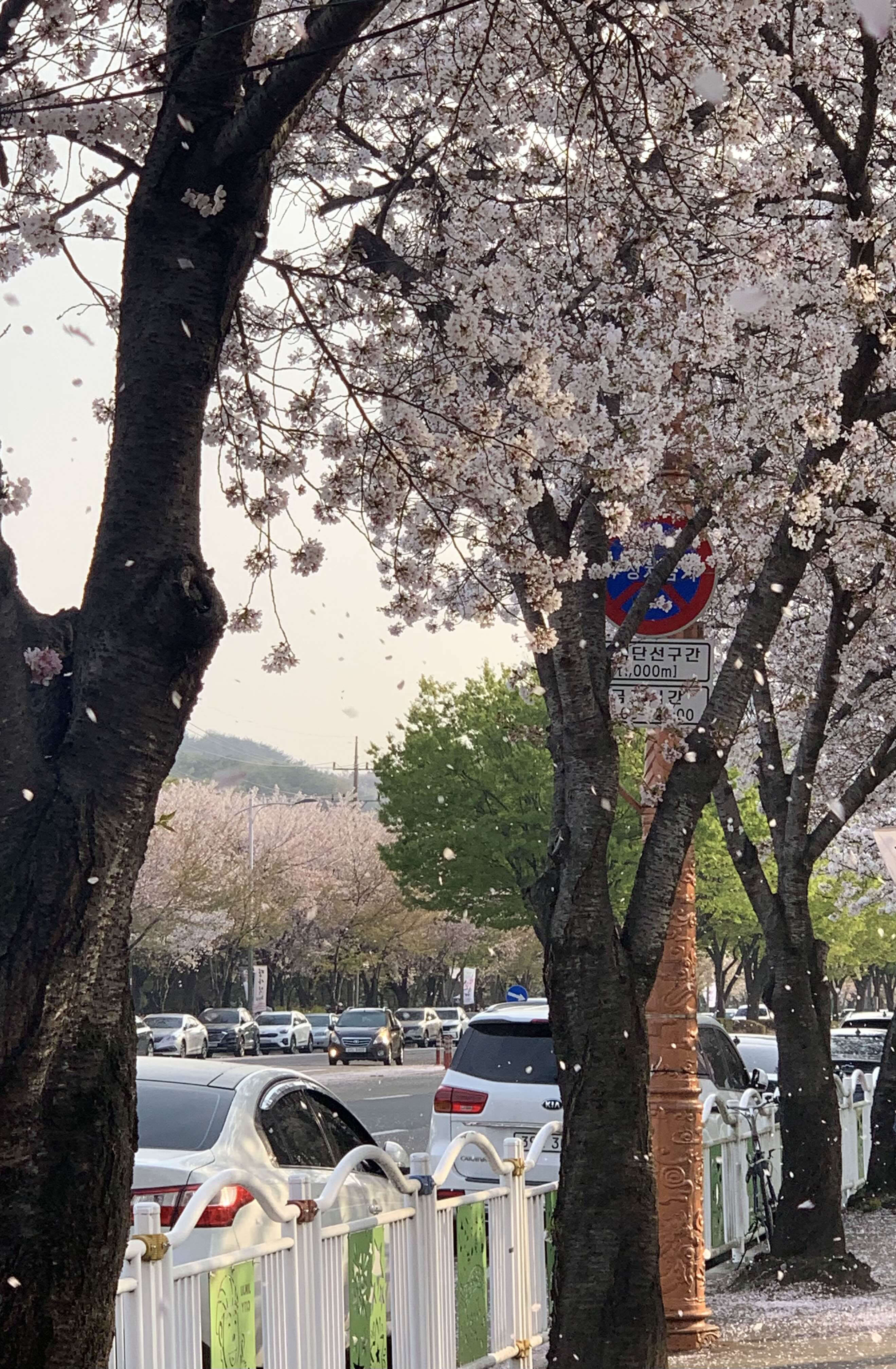 벚꽃비-전경