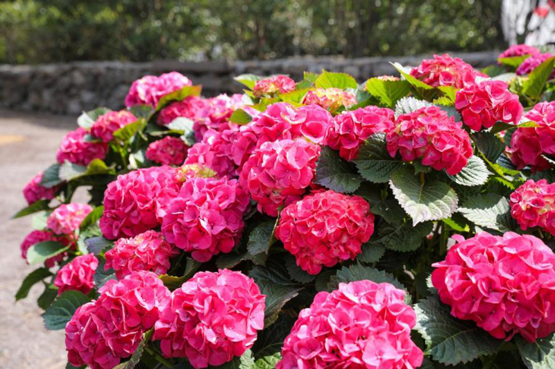 휴애리 여름 수국 축제