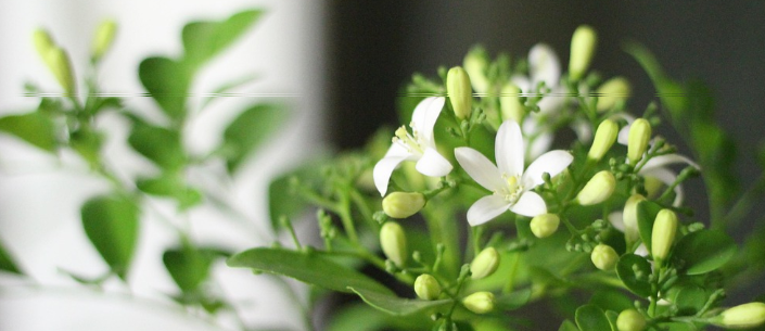 오렌지자스민 3