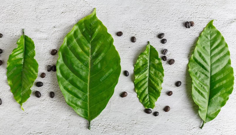 커피나무 잎 비교