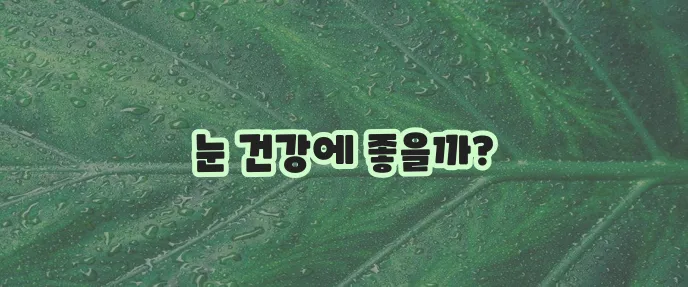 블루베리 효능과 부작용 꼼꼼히 알아봐야겠죠?