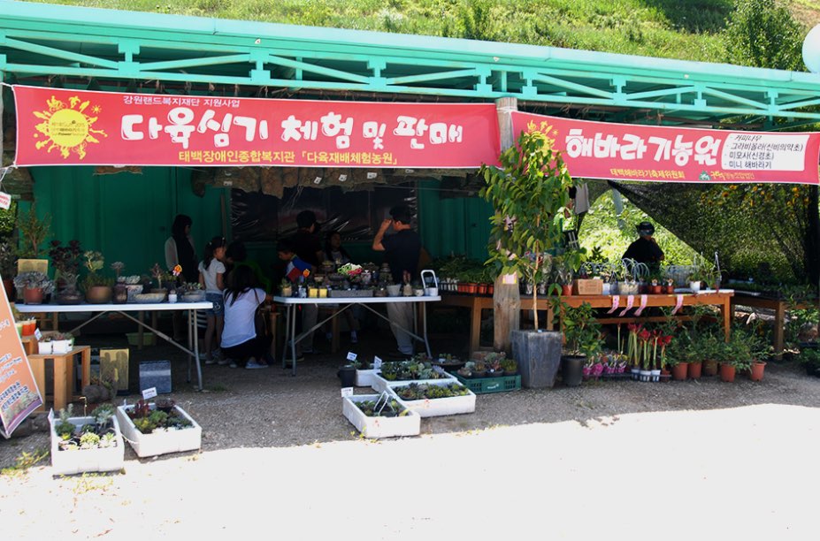 태백 해바라기축제