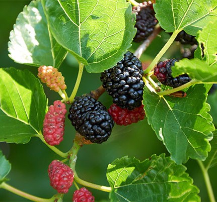 비트 효능 부작용