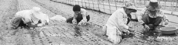 쪽파 재배방법: 쪽파 수확시기