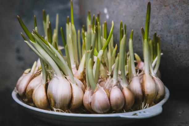 마늘쫑 효능&amp;#44; 나오는 시기와 부작용에 대해 알아봤습니다. 마늘쫑은 그 풍부한 영양소와 미생물을 통해 건강에 많은 이점을 제공하는 것으로 알려져 있으며&amp;#44; 신뢰할 수 있는 연구들이 그 효능을 뒷받침하고 있습니다. 어떤 효능이 있는지 참고해주세요!