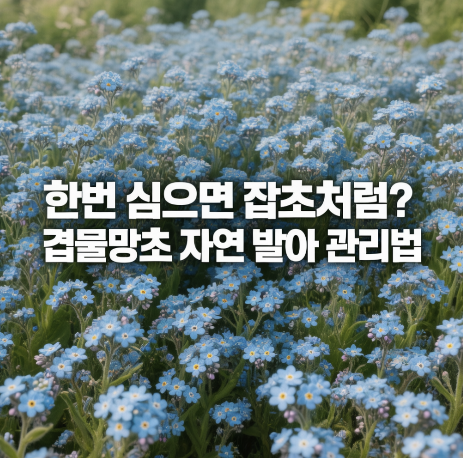 한번 심으면 잡초처럼? 겹물망초 자연 발아 관리법