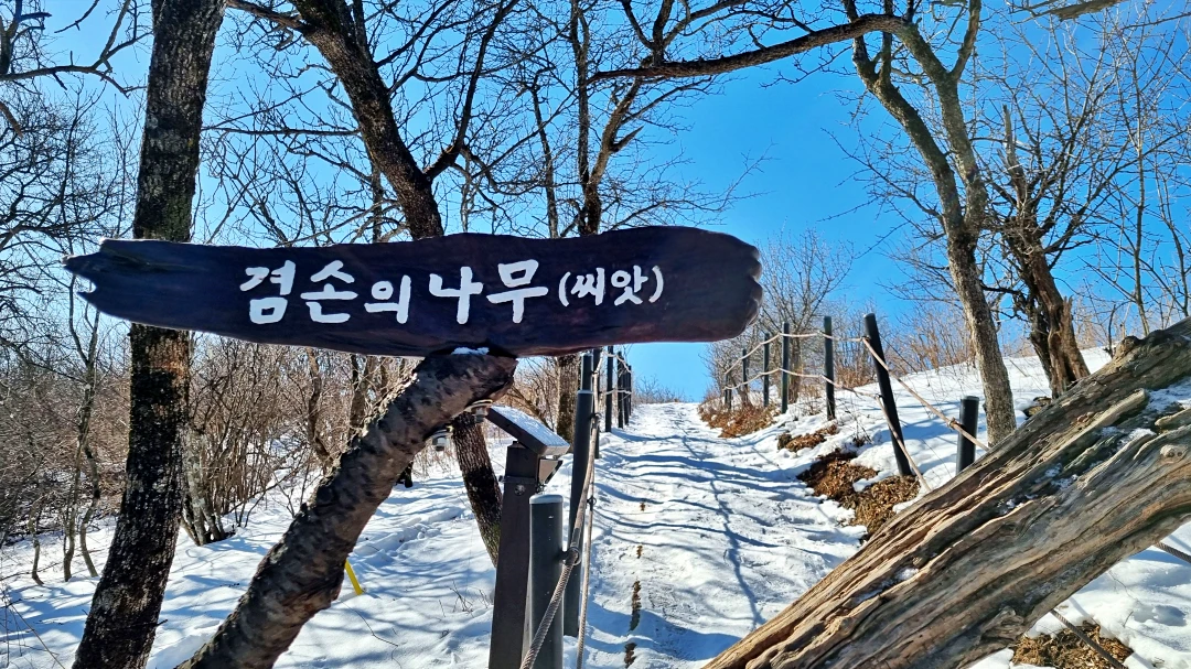발왕산 정상 가는길에 있는 겸손의 나무. 팻말이 보인다.