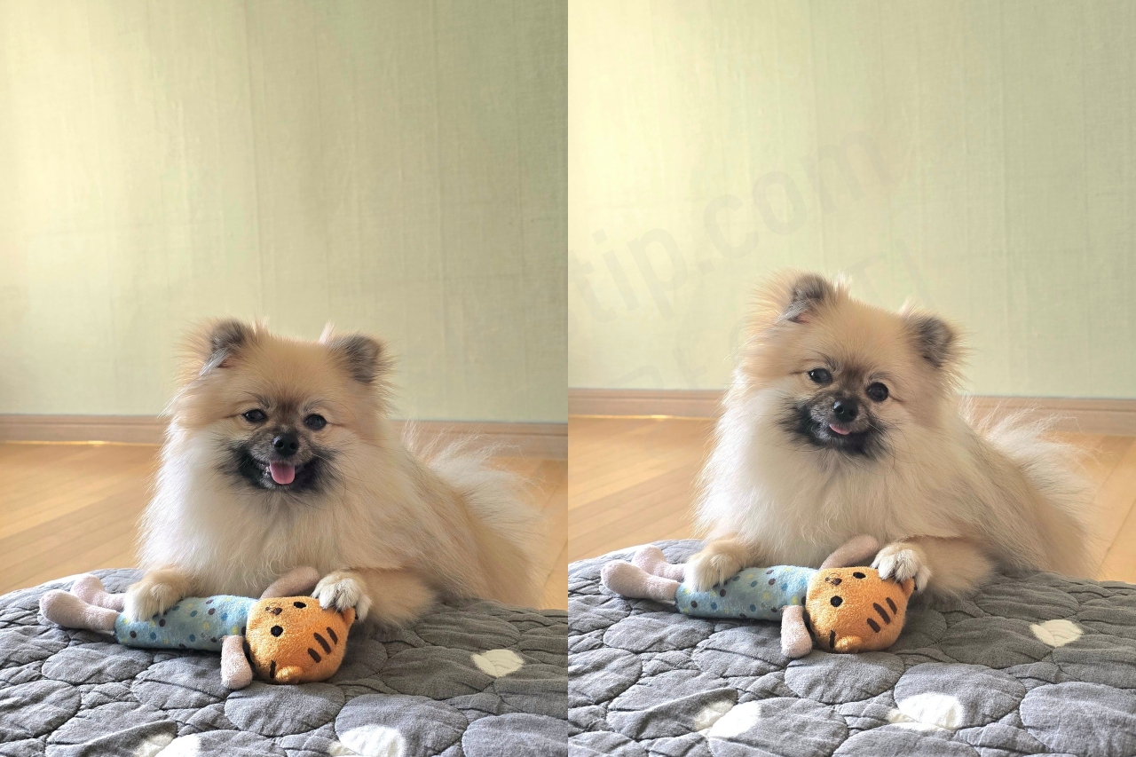 강아지가 가장 좋아하는 인형