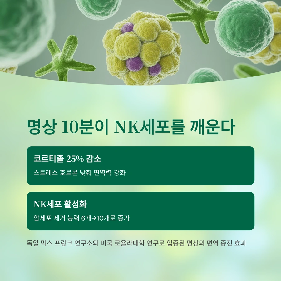 명상 후 코르티졸 감소와 NK세포 활성화 인포그래픽