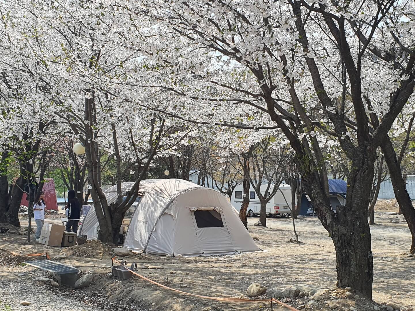 벚꽃 캠핑장