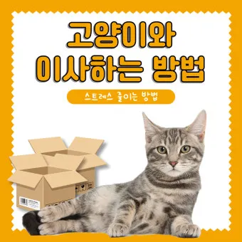 고양이 이사 스트레스, 이사 준비할 것_32