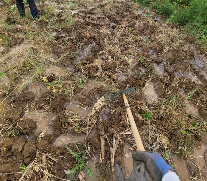 모내기법 모내기장화