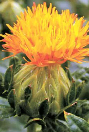 무릎-관절에-좋은-음식-건강