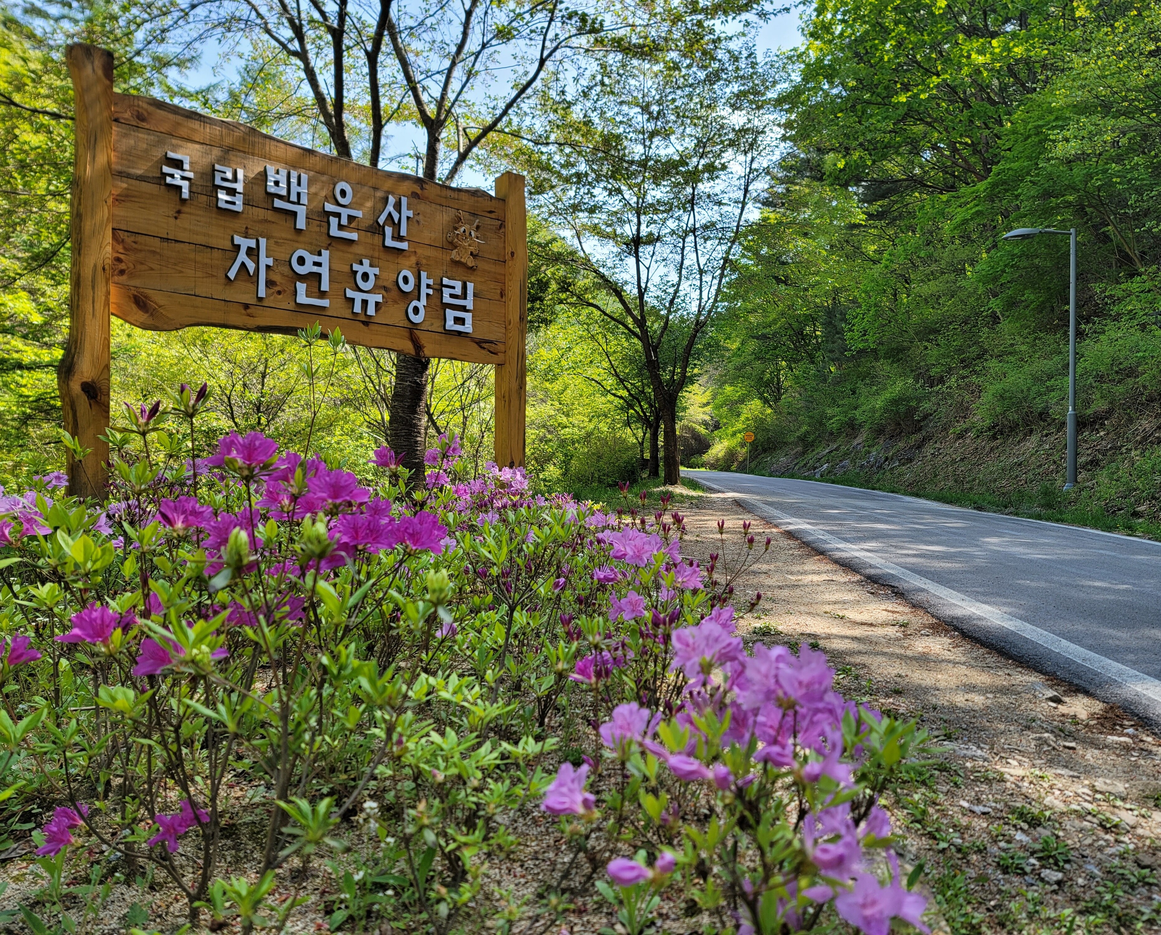 원주 국립 백운산 자연휴양림 캠핑 야영장 예약 입장료 계곡 물놀이 트레킹 등산 할인 날씨 정보