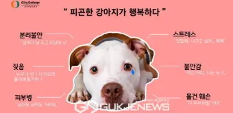행복한 반려견 맞이하기 나에게 맞는 강아지 선택 가이드_16