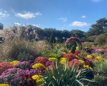 벽초지 수목원 가을꽃 국화축제_13