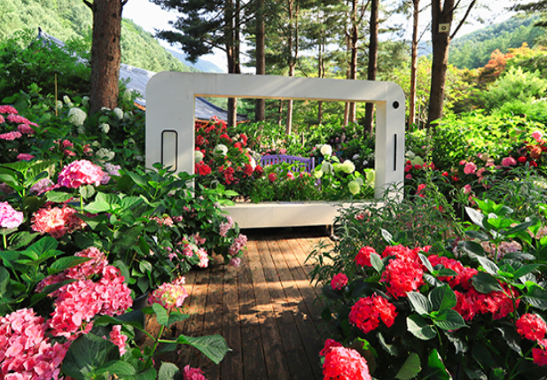 수국전시회 포토존