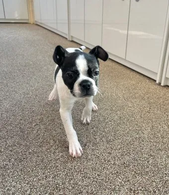 보스턴 테리어 애교만점 강아지 특징_4