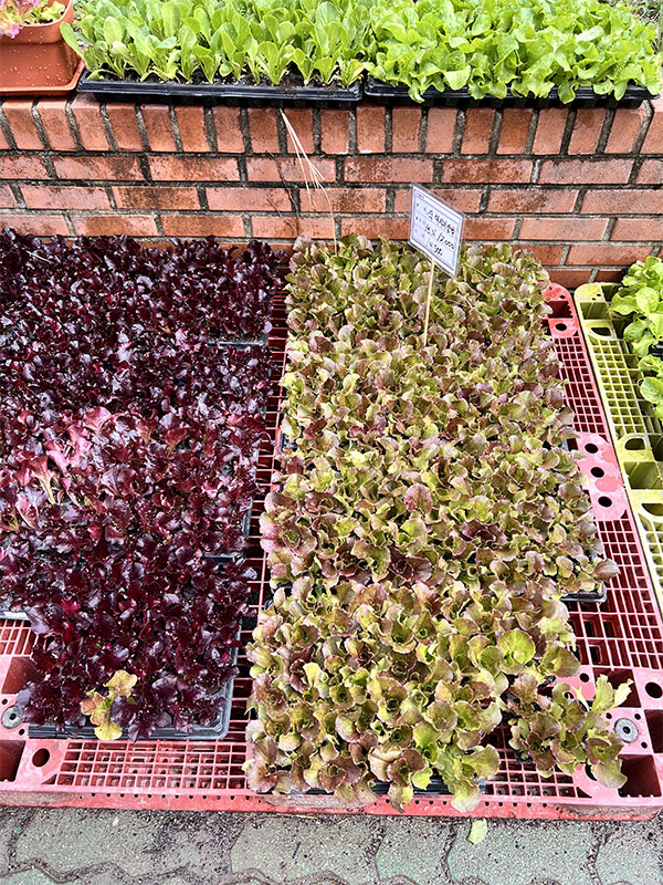 창동 하나로마트에서 판매 중인 다양한 모종들