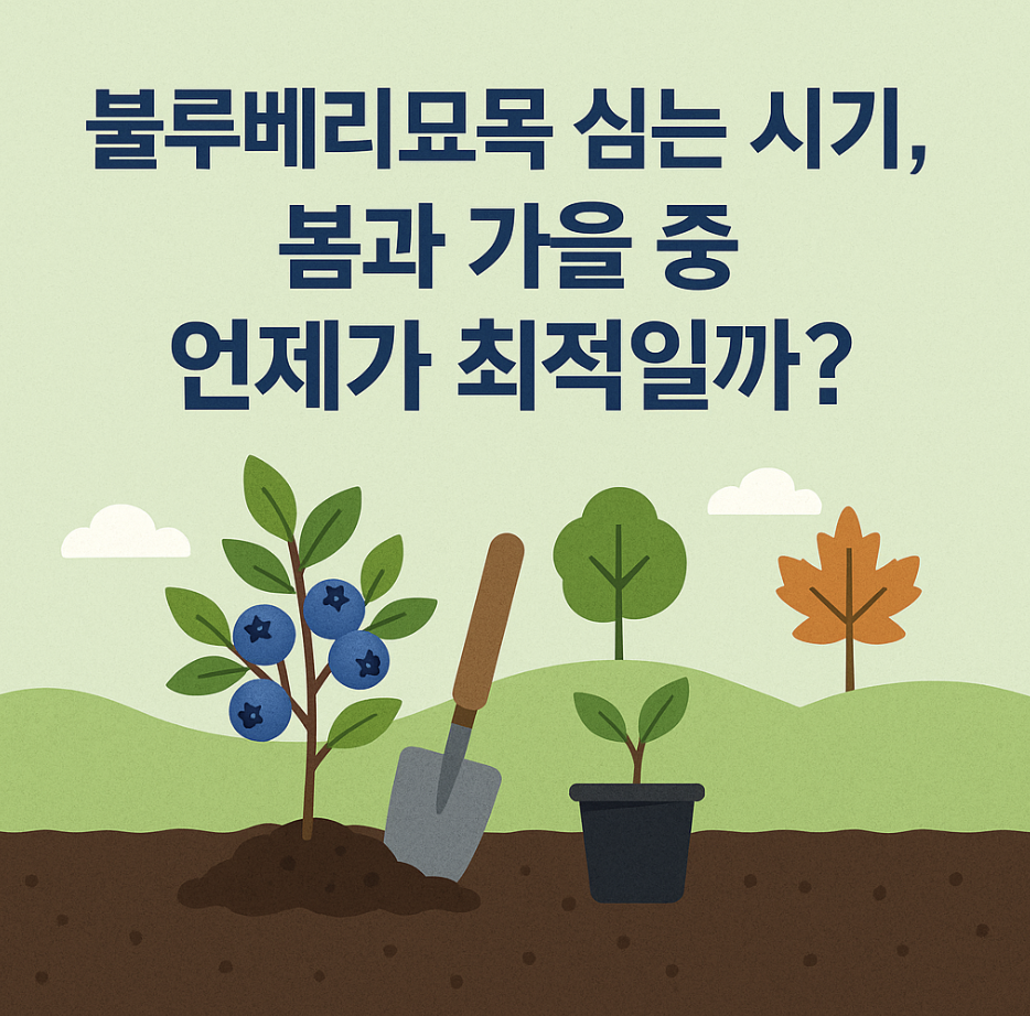 블루베리묘목 심는 시기, 봄과 가을 중 언제가 최적일까?
