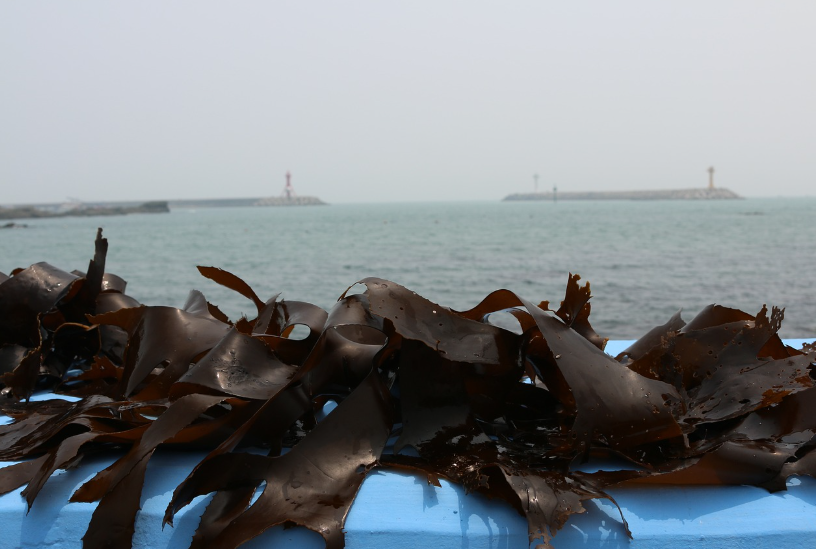 영양 가득한 건강 간식, 바삭한 바다 간식이 뜬다