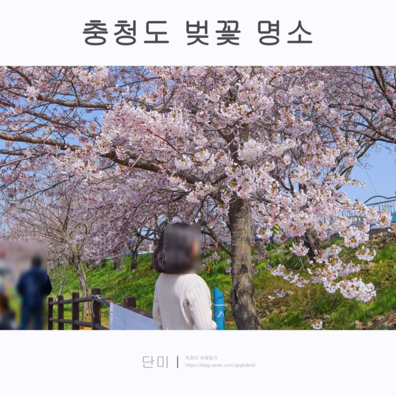 충청도 벚꽃 개화시기와 명소
