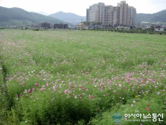 코스모스 파종시기, 방법, 씨앗 파종 시기와 방법, 재배방법과 요령, 개화시기_29