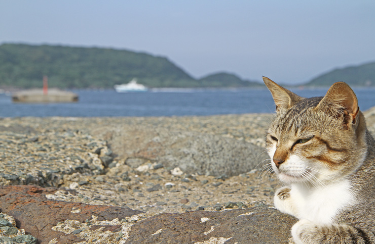 후쿠오카 자유여행 : 현지인 추천 후쿠오카 명소 여행