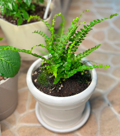 더피 고사리 키우는 법