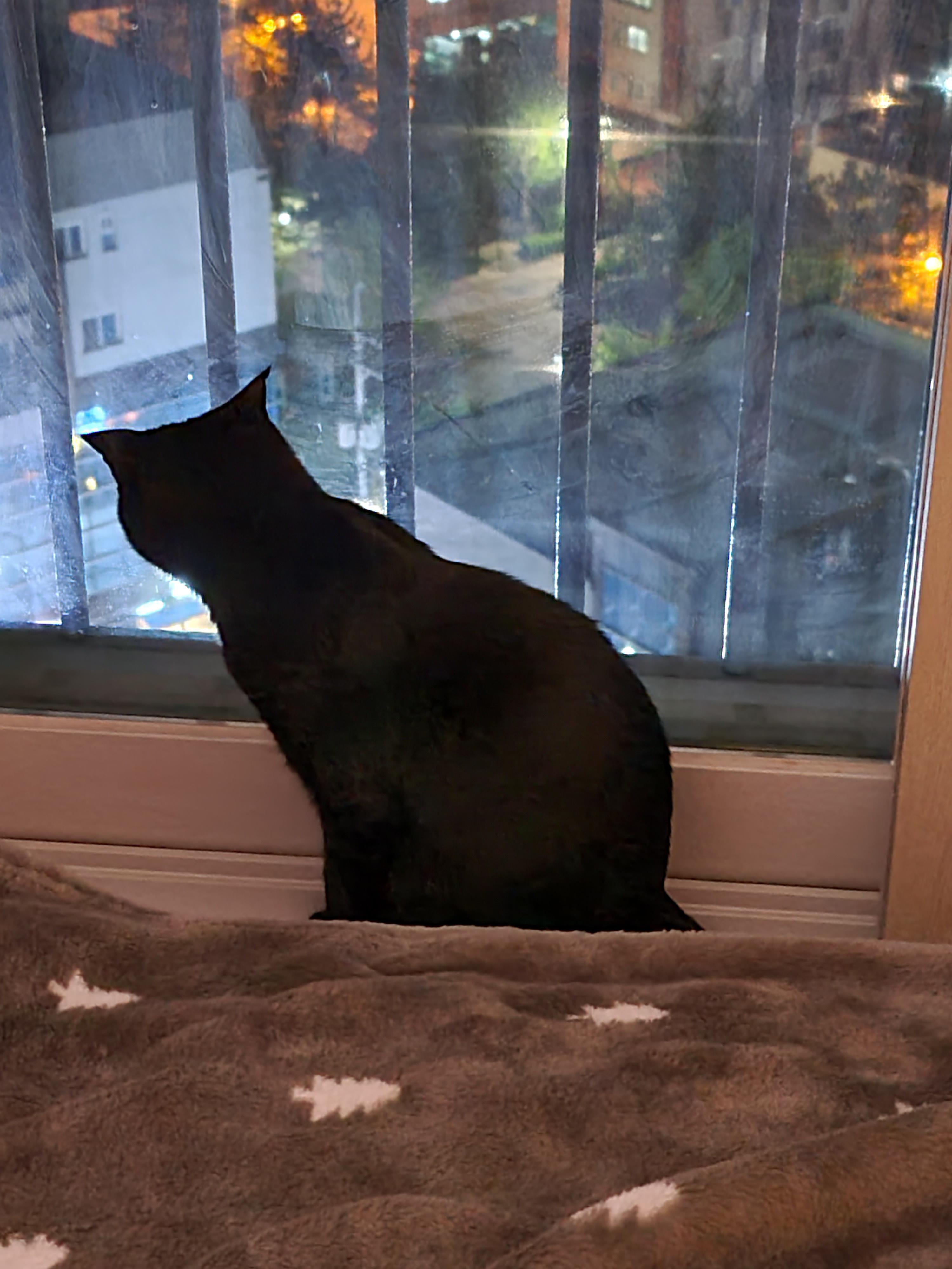 창밖구경을 좋아하는 고양이들의 낙상사고와 가출 예방을 위한 방묘창의 필요성.