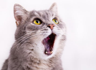 입을 벌리고 있는 고양이.