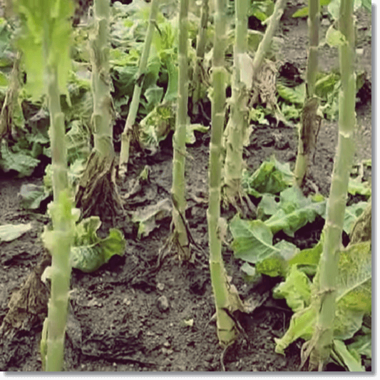 궁채나물 활용법과 보관 방법