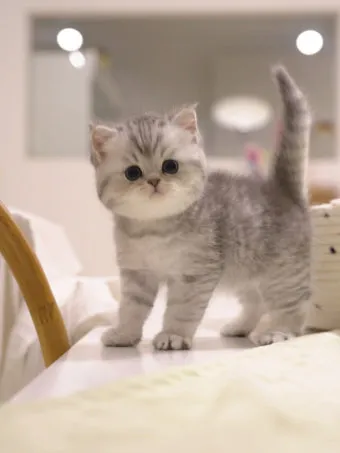 브리티쉬숏헤어 고양이 실버 유전병 분양 가격 성격_6