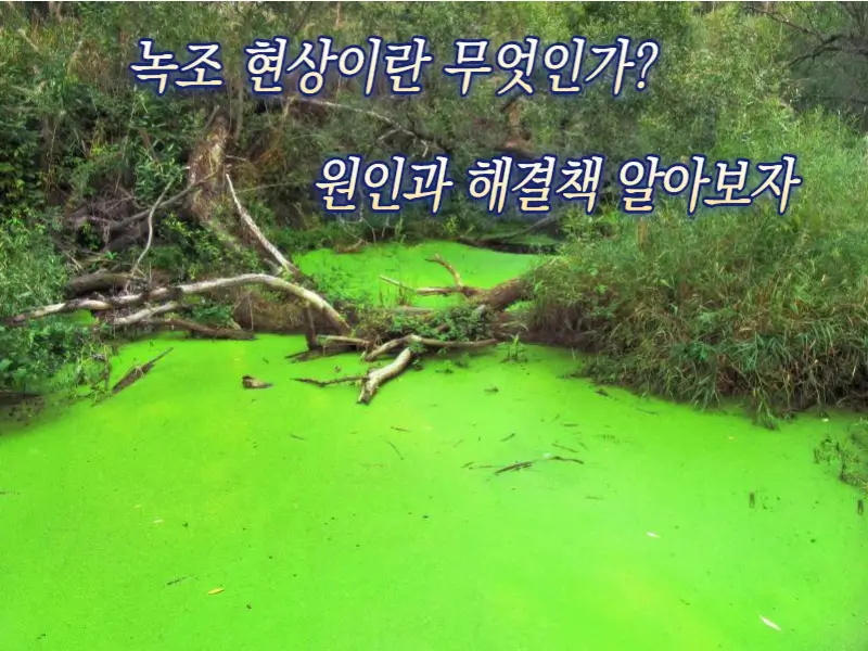 녹조 현상이란 무엇인가?