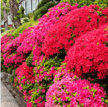 베어트리 파크 봄꽃축제와 관련된 사진
