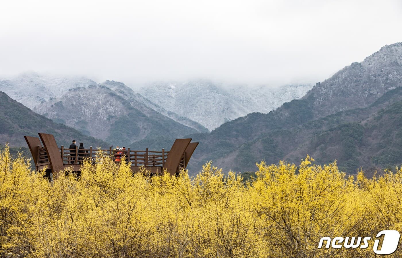 📅 2025 구례 산수유 꽃축제 일정 &amp; 기본 정보