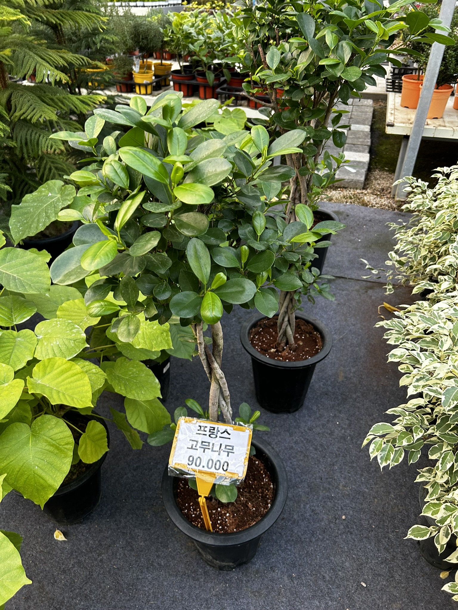 집에서 기르기 쉬운 식물 고무나무 사진