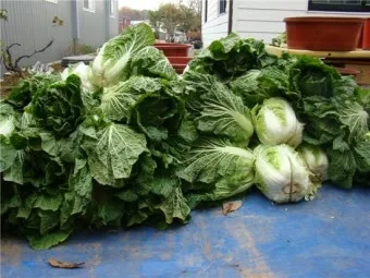 김장 적정 기온 절임 배추 보관 통풍 위치 점검_26