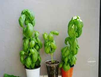 바질 키우기 물주기 수확시기 가지치기 향 유지 실내 허브 가이드_14