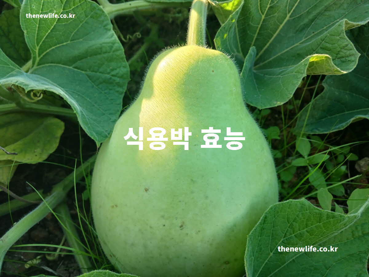 식용박 효능 대표 실사진