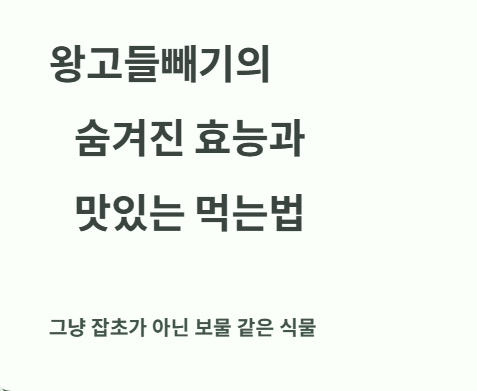 왕고들빼기의 숨겨진 효능과 맛있게 먹는 법