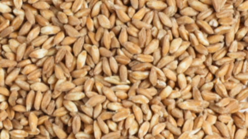 곡물 파로 효능