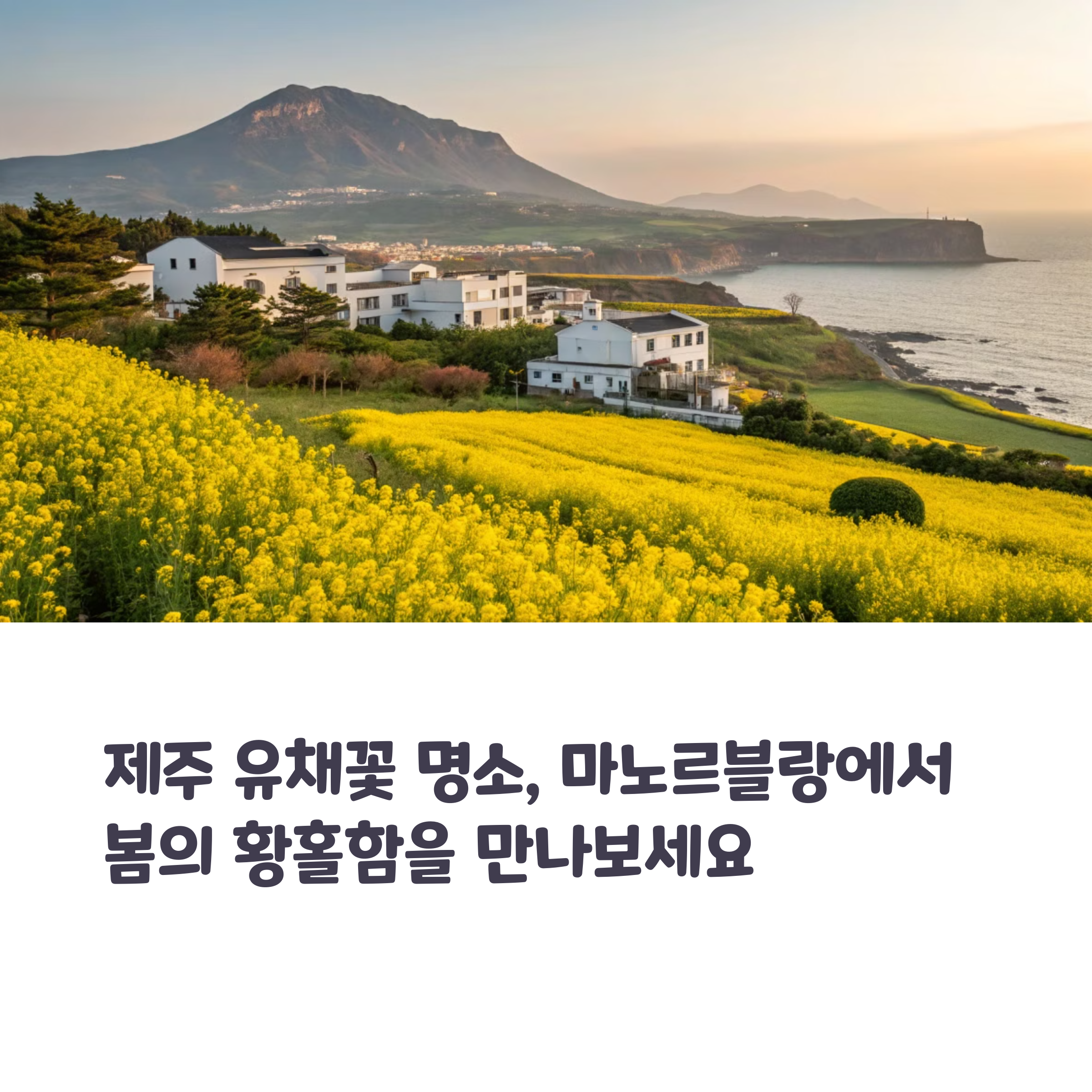 제주 마노르블랑 유채꽃 사진 맛집!