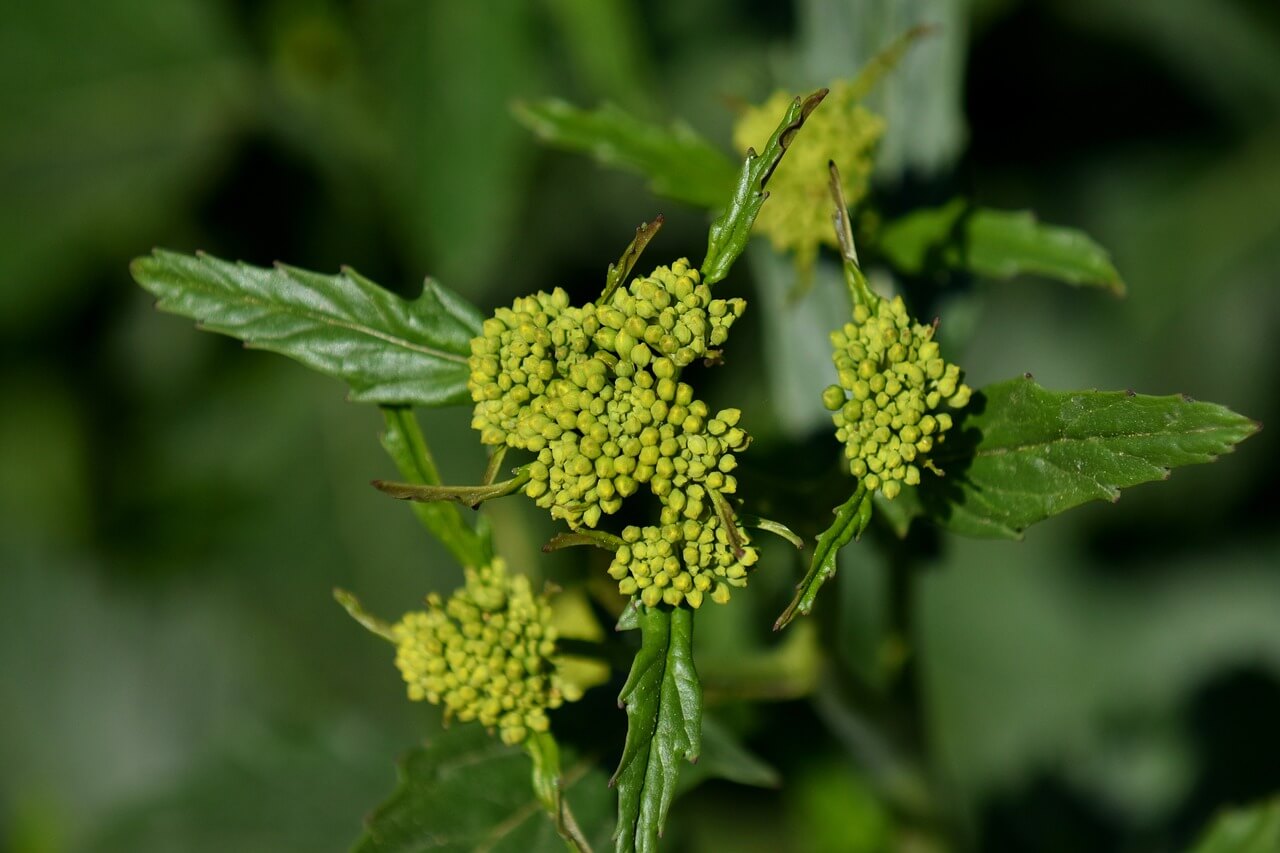 냉이와 비슷한 식물 구별법: 지칭개와의 차이