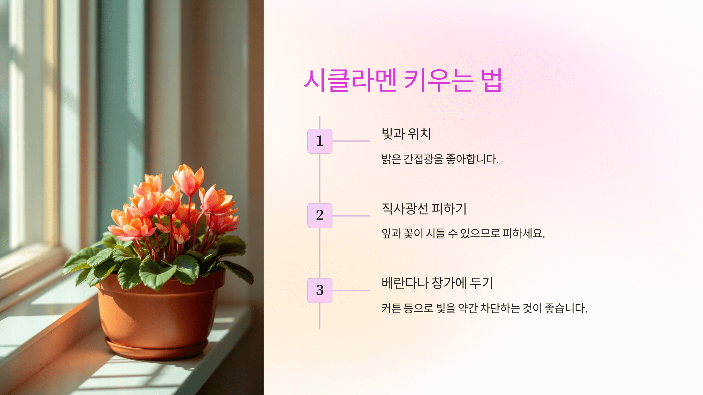 시클라멘 사진입니다.