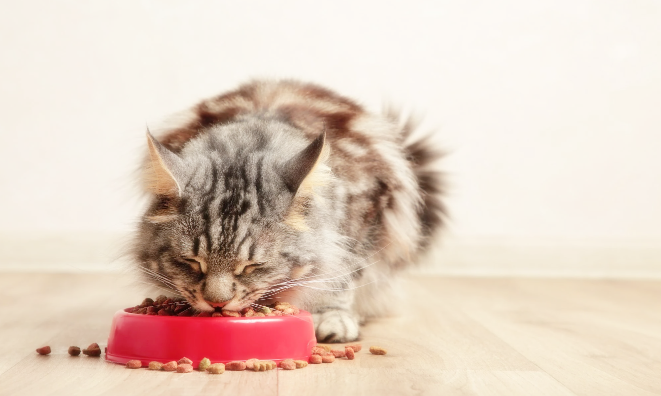 건식 사료 vs 습식 사료