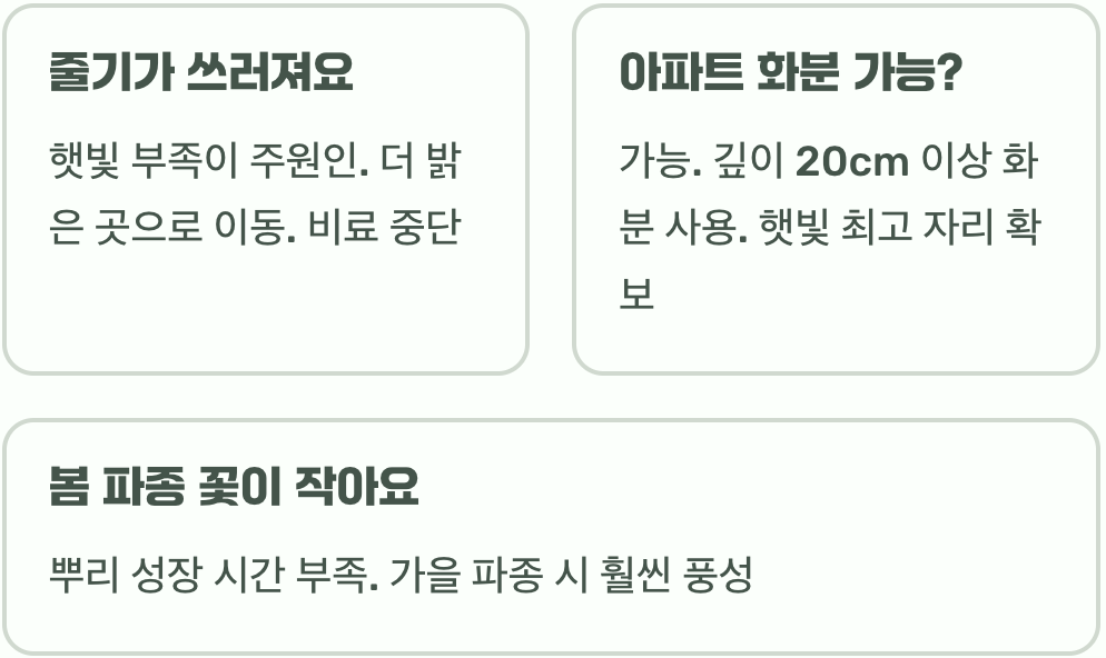 수레국화 키우기&amp;#44; 씨앗부터 꽃 피우기까지 A to Z (파종&amp;#44; 물주기)