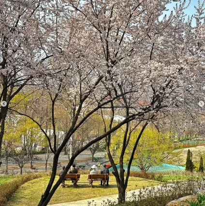 피나클랜드 불꽃축제 튤립 수선화 축제 체험 3